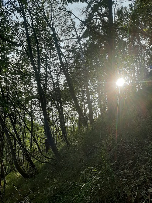 uitzicht bos