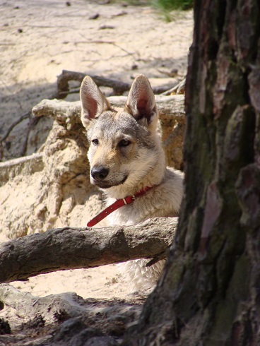 met de honden naar de drunense duinen