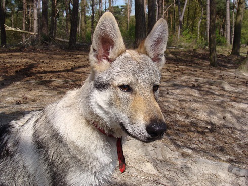 met de honden naar de drunense duinen