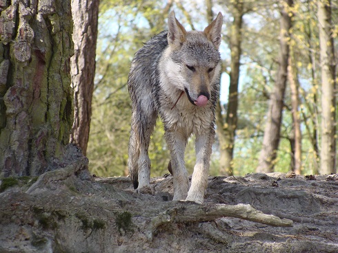 met de honden naar de drunense duinen