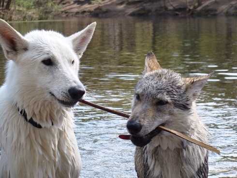 met de honden naar de drunense duinen