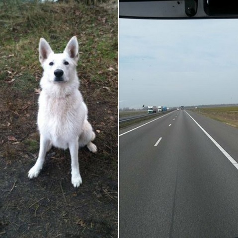 sky in het bos, harre onderweg