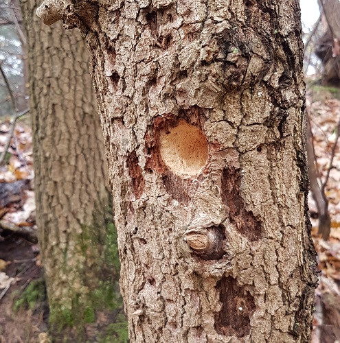 natuur bos gat specht