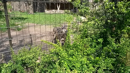 nordhorn wolf