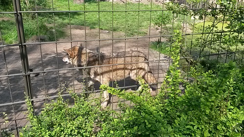 nordhorn wolf