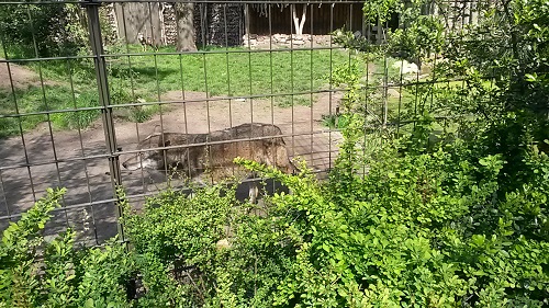 nordhorn wolf