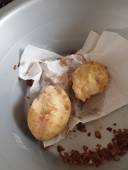 door ratten aangevreten aardappel