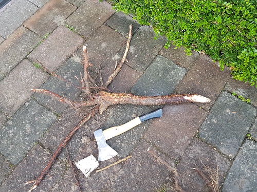 wortel van boom boven rioolput