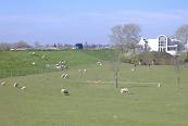 schapen well dijk