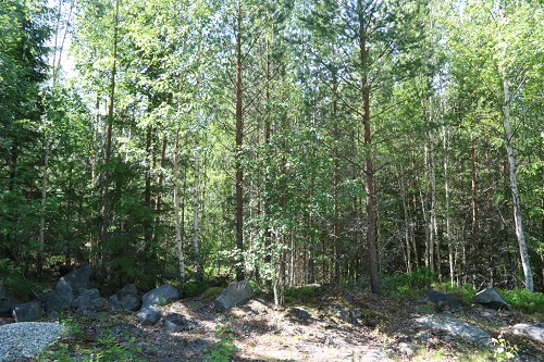 sala storljusen forest