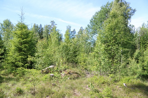 sala storljusen forest