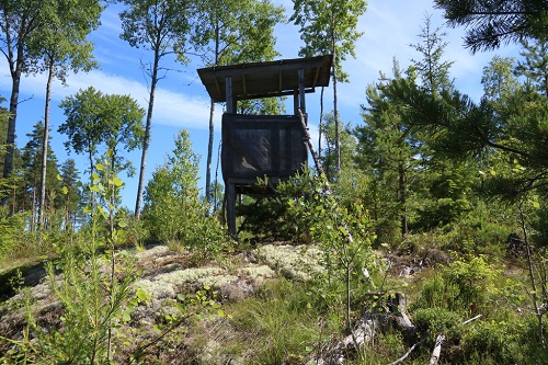 sala storljusen forest