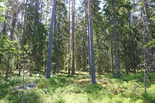 sala storljusen forest