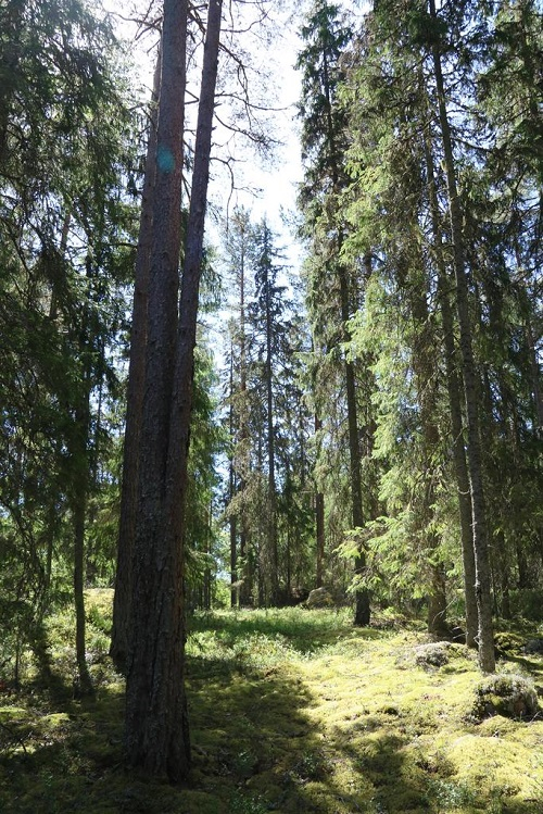 sala storljusen forest