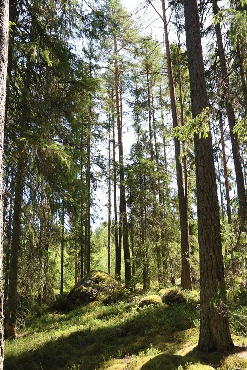 sala storljusen forest