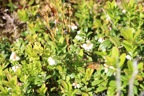 sala storljusen plants