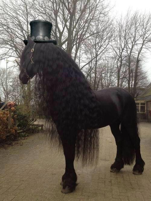 als slash een paard zou zijn