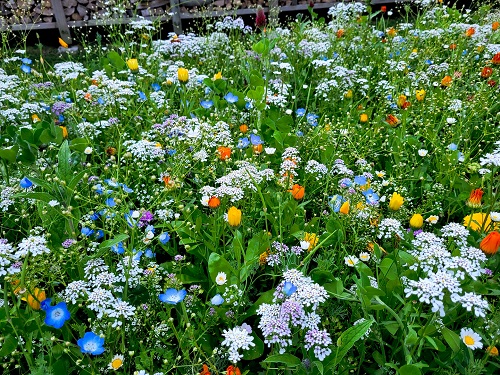 prachtige kleuren in het bloembed