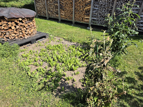 groen met slechte vlinderstruiken