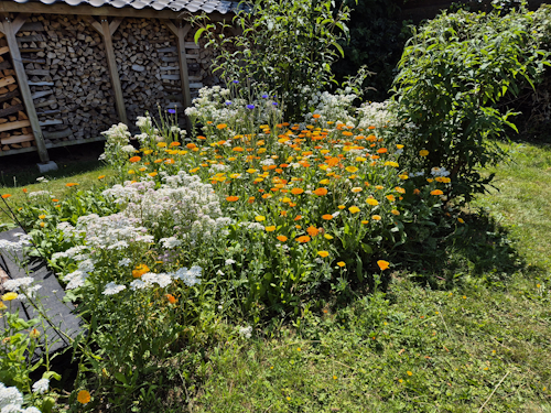 zijaanzicht bloeiende bloemen