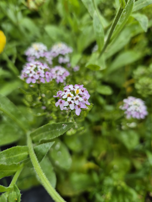 naar paars bloeiende bittere scheefbloem