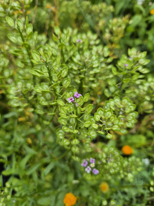 bijna uitgebloeide bittere scheefbloem