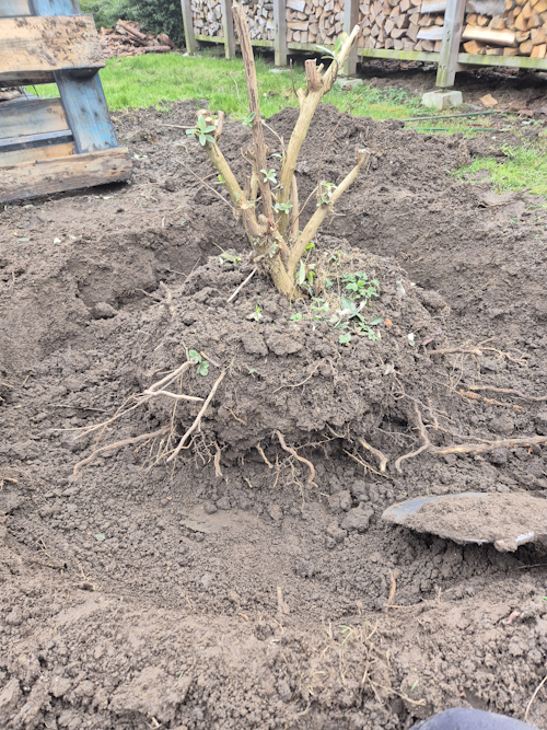 een bijna uitgegraven vlinderstruik