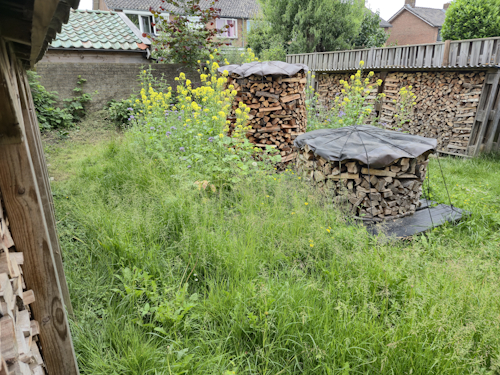 hoek 1 achtertuin, 10 juni