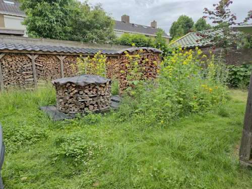 hoek 2 achtertuin, 10 juni
