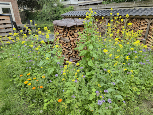 bloembed, 10 juni