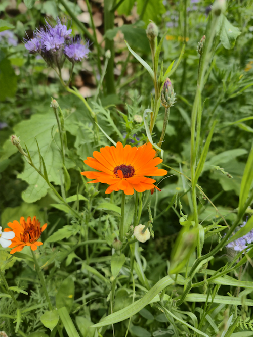 goudsbloem 15 juni