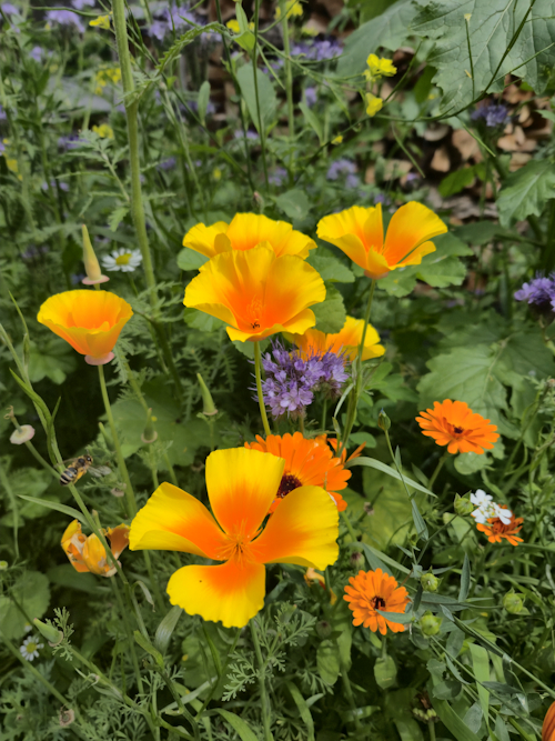 slaapmutsje 15 juni