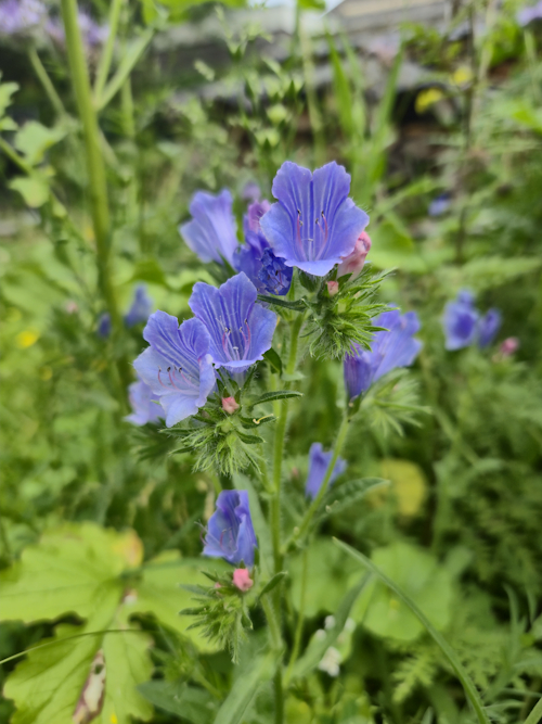 blauwe slangenkruid 17 juni