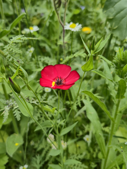 rode vlasbloem 17 juni
