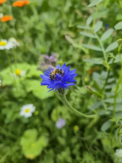 honingbij op blauwe korenbloem 17 juni