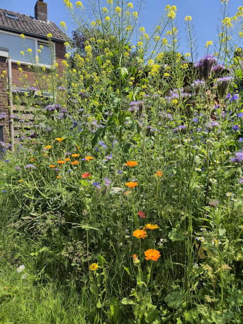 aanzicht bloembed 19 juni 2026