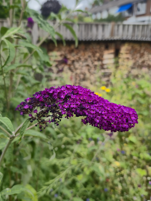 bloem vlinderstruik 11 juli