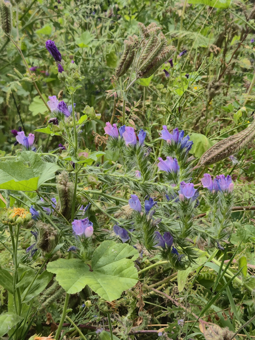 mix bloemen 11 juli