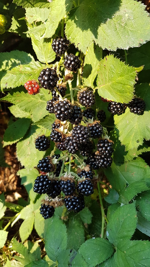 wilde bramen in de tuin