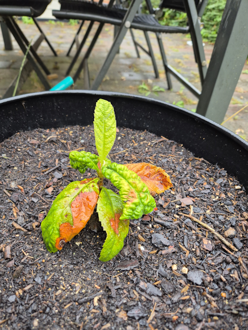 een aardige start met nieuw groen