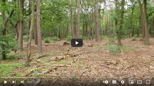 kleine tour door een brabants stukje bos video