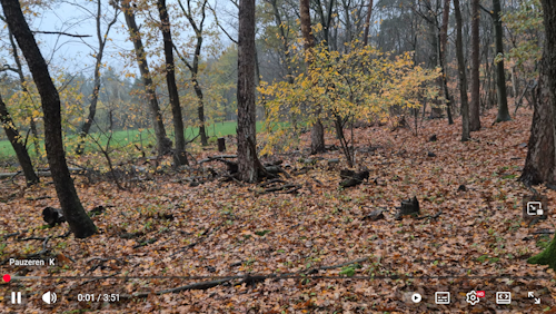 onderhoud brabants bosje najaar 2025