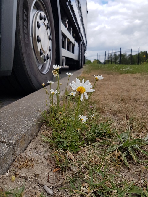 eenzaam groeiende bloem