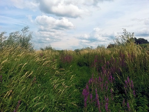 uiterwaarden waal zaltbommel
