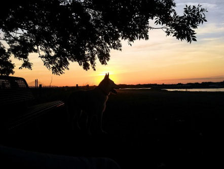 waal zonsondergang dijk zaltbommel