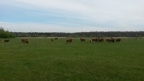 schotse hooglanders vollenhove