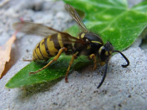 tuin wesp