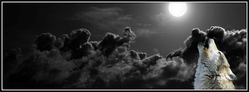 lone wolf howling in the night