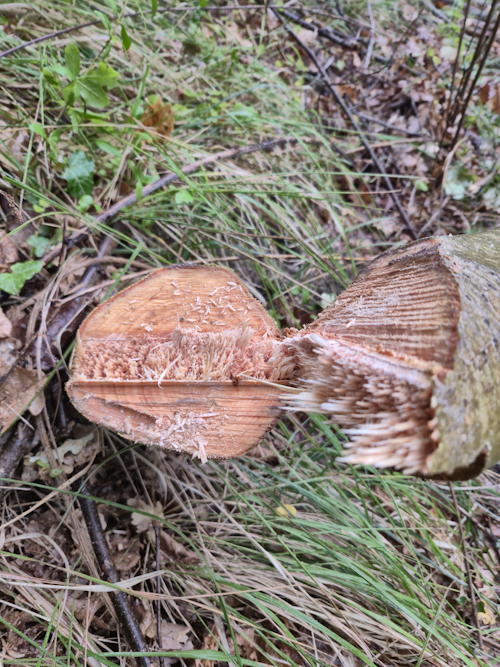 valkerf, breuklijst en velsnede bij een kleine boom