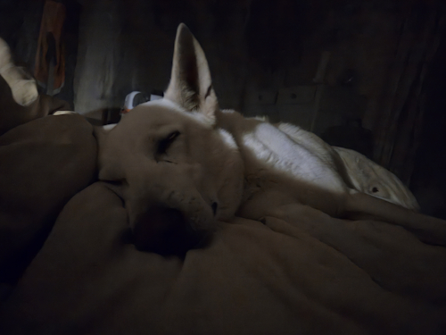 hond stiekem op bed